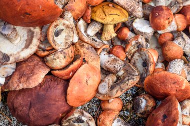 Boletus ve kırmızı şapkalı boletus mantarları yaz günü ormanda yerde yatar.