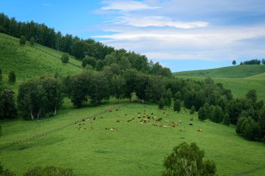 Büyük benekli inek sürüsü dağlardaki yeşil çimlerde otluyor.