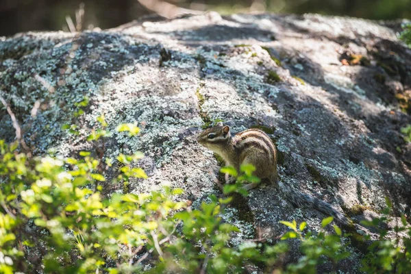 Ardilla Rayada Con Ojos Oscuros Cola Corta Sobre Piedra Bosque — Foto de Stock