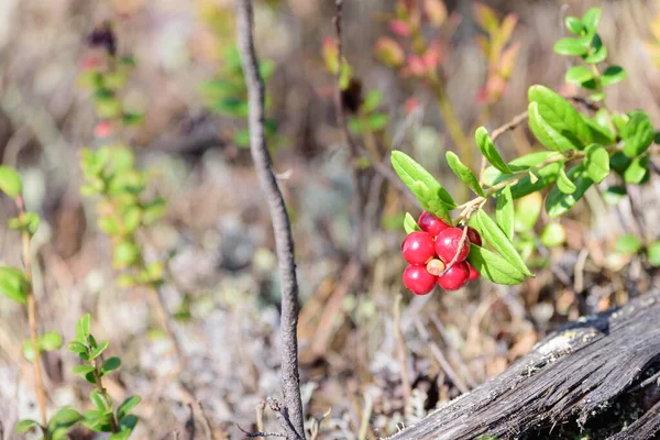 Ripe Lingonberry Growing Bush Taiga Forest Ready Harvest — Stock Photo, Image