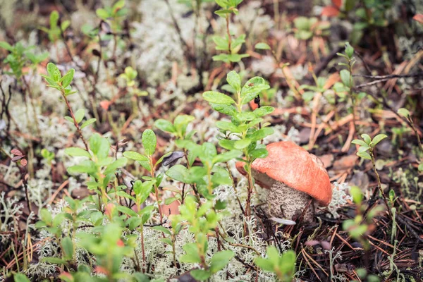 Boletus Fungo Commestibile Con Cappello Rosso Cresce Muschio Bianco Una — Foto Stock