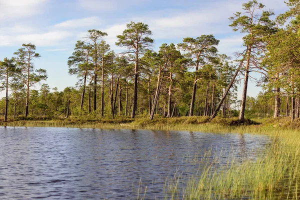 Río Siberiano Que Fluye Bosque Taiga —  Fotos de Stock