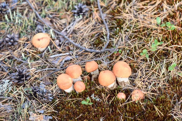 Группа Съедобного Boletus Edulis Красной Шляпе Растет Белом Мхе Летний — стоковое фото