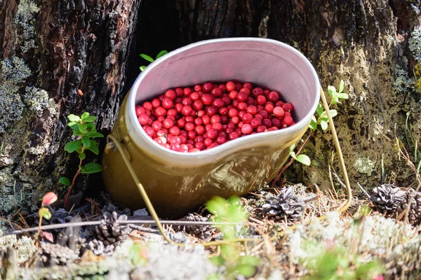 Ripe Lingonberries Collected Army Bowler Hat Forest — Stock Photo, Image