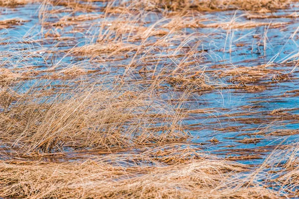 Prairies Aquatiques Avec Herbe Printanière Dans Les Marécages Zone Forestière — Photo