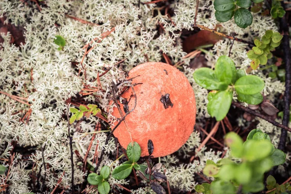 Boletus Fungo Commestibile Con Cappello Rosso Cresce Muschio Bianco Una — Foto Stock