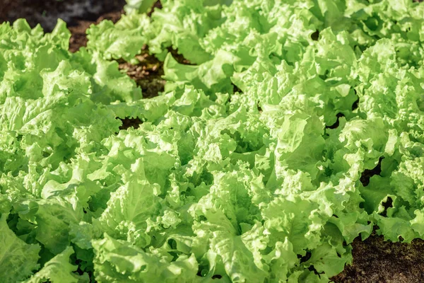 Fresh green lettuce growing on garden bed in vegetable garden