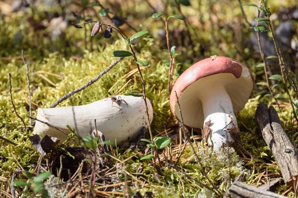 Poisonous Toadstool Mushroom Growing Forest — Stock Photo, Image