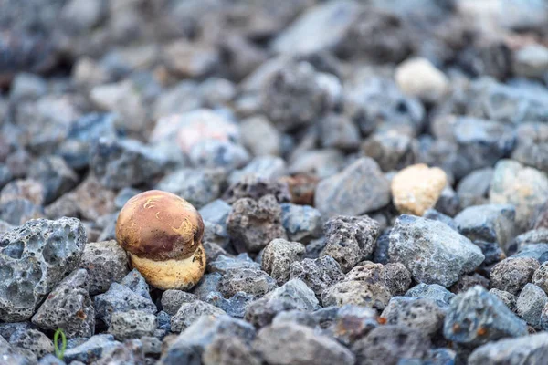 Kırmızı Şapkalı Kalın Bacaklı Küçük Boletus Ormandaki Taş Yolda Büyüyor — Stok fotoğraf