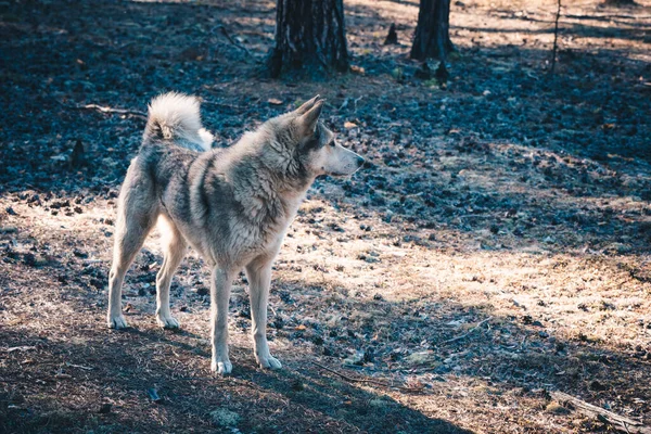 Дружні Собаки Хаскі Полюють Лісі — стокове фото
