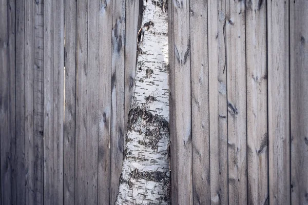 Large White Birch Grows Wooden Fence — Stock Photo, Image