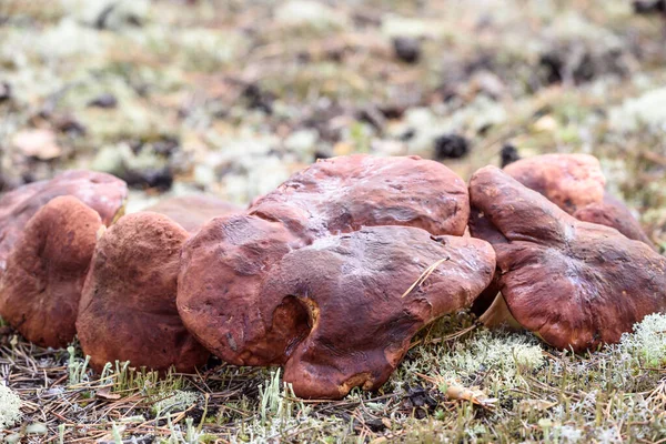 Nagy Boletus Piros Sapkával Vastag Lábbal Amelyet Gombaszedő Vágott Fehér — Stock Fotó