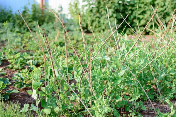 Reife Erbsenblätter Zum Wachsen Holzstäbchen Gebunden — Stockfoto