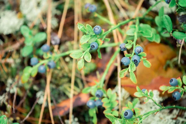 Ripe Blueberry Bush Forest — Stock Photo, Image