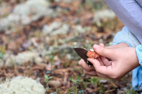 Keskin bıçaklı kızın şefkatli elleri bir sonbahar günü çam ormanında mantar boletusunun kurtlu bacağını kesti.