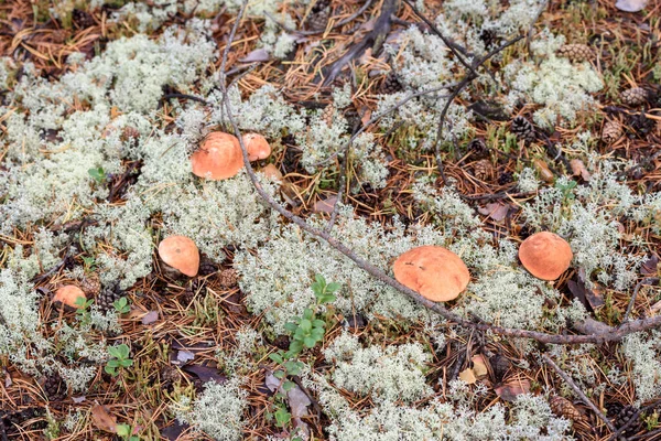 Grupp Ätlig Boletus Edulis Med Röd Hatt Växer Vit Mossa — Stockfoto