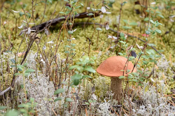 Съедобный Грибной Колпак Красной Шляпе Растет Белом Мхе Осенний День — стоковое фото