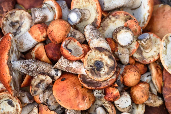 Boletus ve kırmızı şapkalı boletus mantarları yaz günü ormanda yerde yatar.