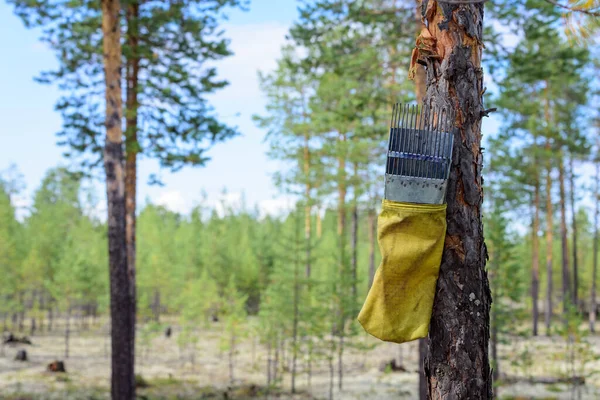 Raccoglitore Palmare Scoop Raccolta Rapida Bacche Nella Foresta Sospeso Pino — Foto Stock