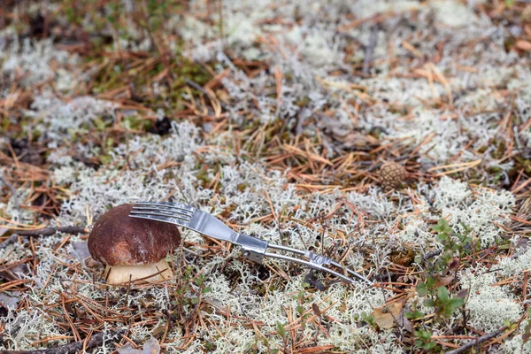 Appetizing boletus in red hat with fork on white moss in pine forest — Stock Image Appetizing Boletus Red Hat Fork White Moss Pine Forest Stock Image
