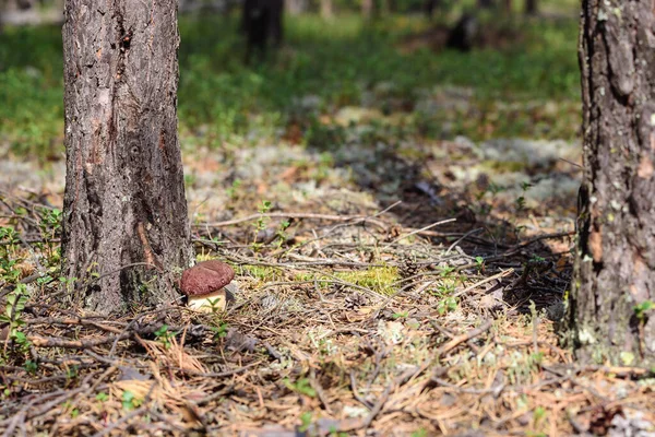 Fresh boletus with red hat and thick leg grows near tree on white moss in pine forest — Stock Image Fresh Boletus Red Hat Thick Leg Grows Tree White Moss Stock Photo