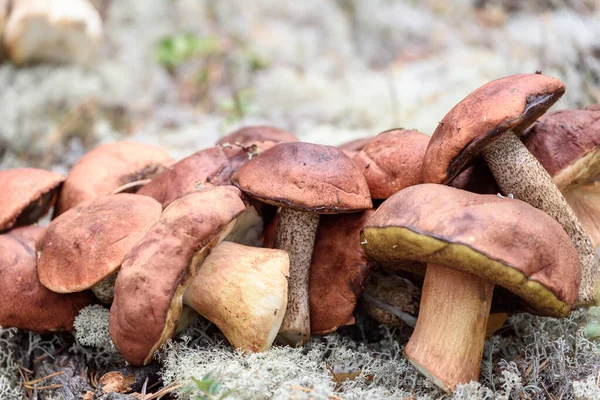 Large boletus with red hat and thick leg cut by mushroom picker on white moss in pine forest — Stock Image Large Boletus Red Hat Thick Leg Cut Mushroom Picker White Royalty Free Stock Photos