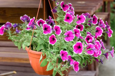 Yaz günü saksıda açan güzel çiçekler.