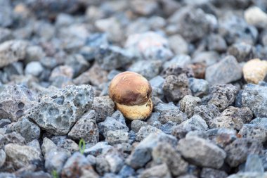 Kırmızı şapkalı ve kalın bacaklı küçük boletus ormandaki taş yolda büyüyor.