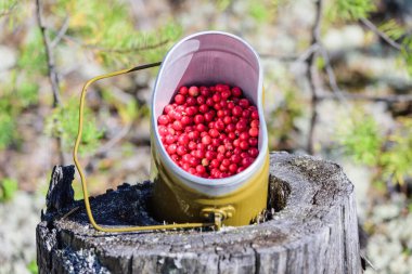 Olgun yaban mersinleri ormanda bir melon şapkada toplandı.