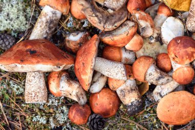 Boletus ve kırmızı şapkalı boletus mantarları yaz günü ormanda yerde yatar.