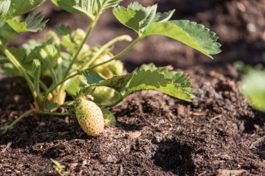 Sebze bahçesindeki dallarda çilek yetişiyor.