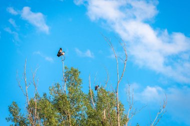 İlkbaharda gelen kargalar huş dallarında oturuyor mavi gökyüzüne karşı bulutlarla.