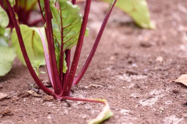 Toprağa ekilmiş pancar yapraklarının sapları.