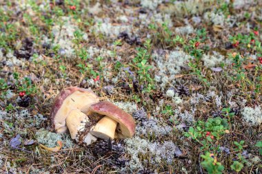 Büyük boletus, kırmızı şapkalı ve kalın bacaklı. Mantar toplayıcı tarafından kesilmiş. Çam ormanında beyaz yosun.