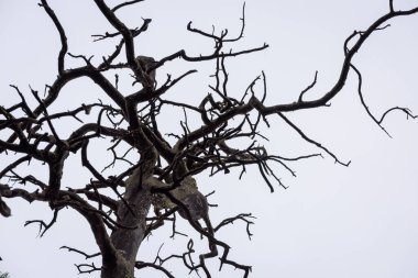 Sibirya Taiga ormanında çam ağacı dalları yayılıyor.
