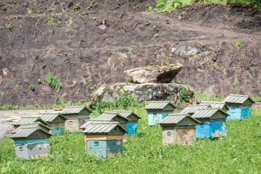 Arı yetiştirmek için dağlarda ahşap evler