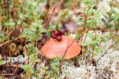 Kırmızı şapkalı yenilebilir mantar boletusu ormanda bir sonbahar günü beyaz yosunlarda yetişir.