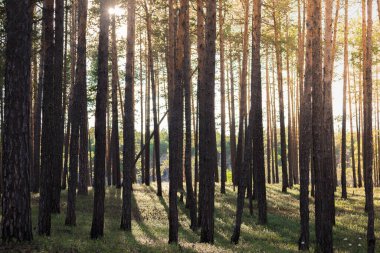 Gün batımında gizemli çam ormanı