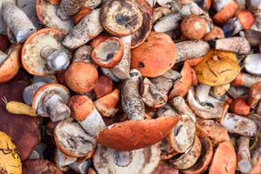 Boletus ve kırmızı şapkalı boletus mantarları yaz günü ormanda yerde yatar.