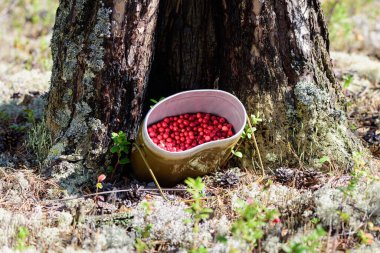 Olgun yaban mersinleri ormanda bir melon şapkada toplandı.