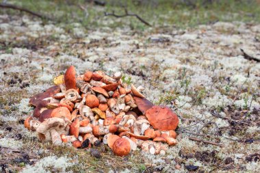Boletus ve kırmızı şapkalı boletus mantarları yaz günü ormanda yerde yatar.