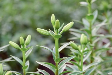 Bahar günü açan güzel çiçekler.