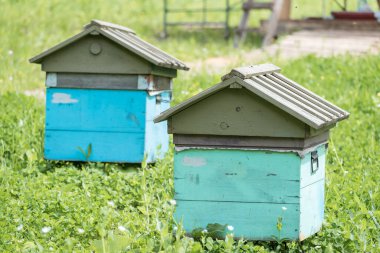 Arı yetiştirmek için dağlarda ahşap evler