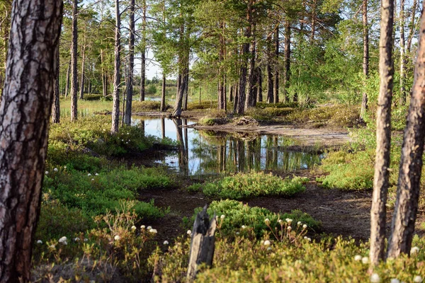 Río Siberiano Que Fluye Bosque Taiga — Foto de Stock