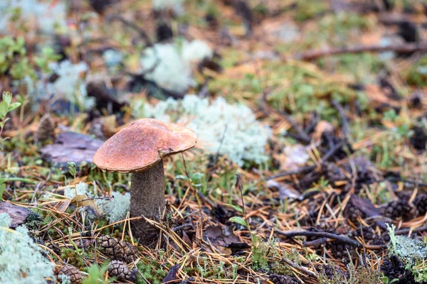 Edible Mushroom Boletus Red Hat Grows White Moss Autumn Day — Stock Photo, Image