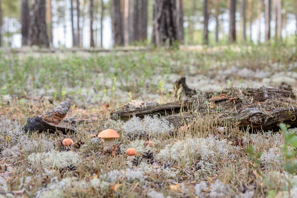 Skupina Jedlých Boletus Edulis Červeným Kloboukem Roste Bílém Mechu Letní — Stock fotografie