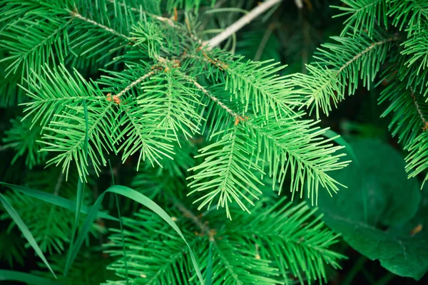 Ramo Verde Fofo Árvore Natal Com Agulhas Afiadas — Fotografia de Stock