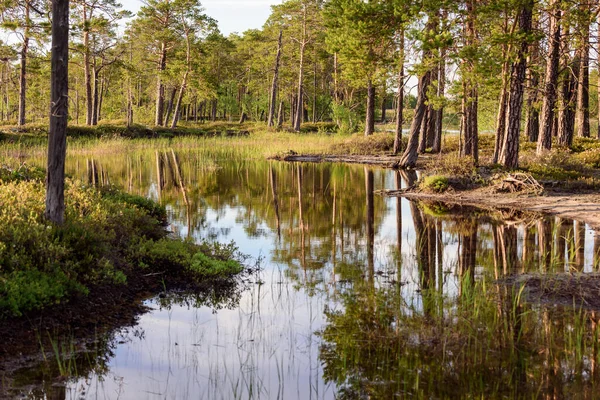 Río Siberiano Que Fluye Bosque Taiga —  Fotos de Stock