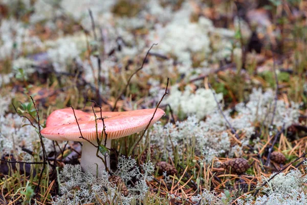 Russula Mushroom Brittle Hat Grows Moss Pine Forest Summer Day — Stock Photo, Image