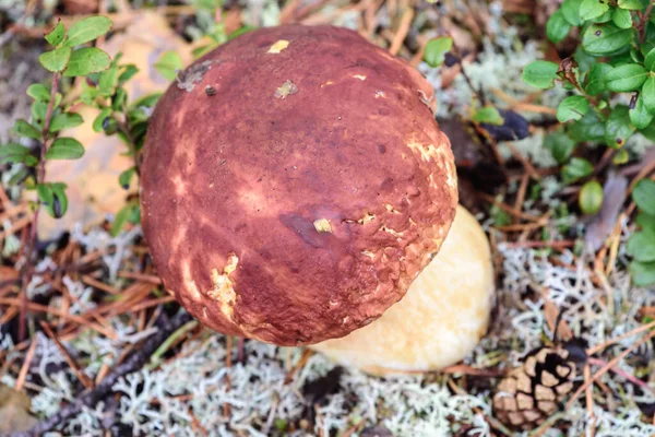 Ehető Boletus Piros Sapkával Vastag Lábbal Gyűjtött Gomba Szedő Fehér — Stock Fotó